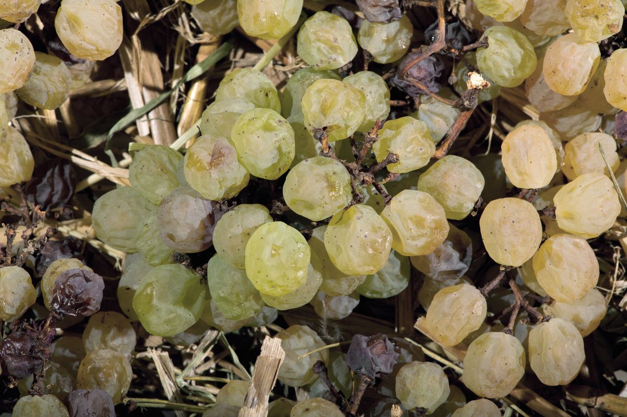 Vignoble Technique Vin de paille VDP-0009